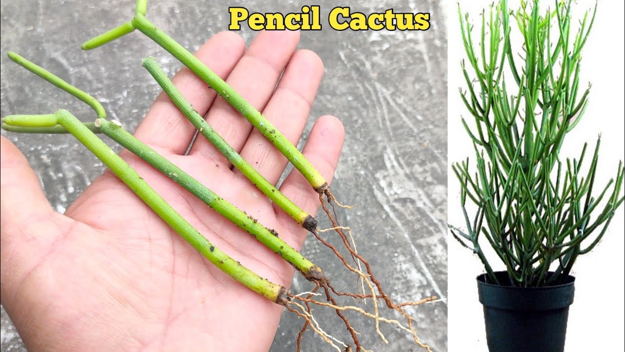 How to grow Pencil Cactus from small cuttings .