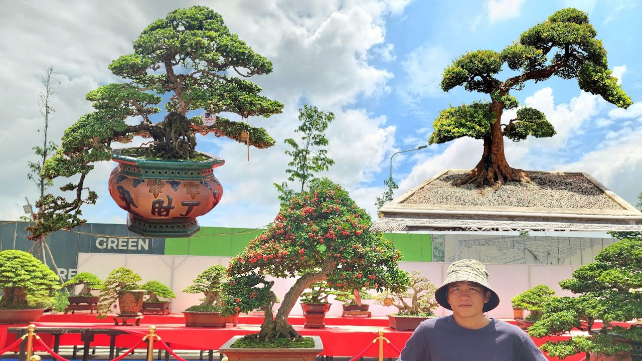 PAN CITY 633🌺 Làn gió mới trong triễn lãm Bonsai Bình Dương năm nay với những tác phẩm tiền tỷ 🦚
