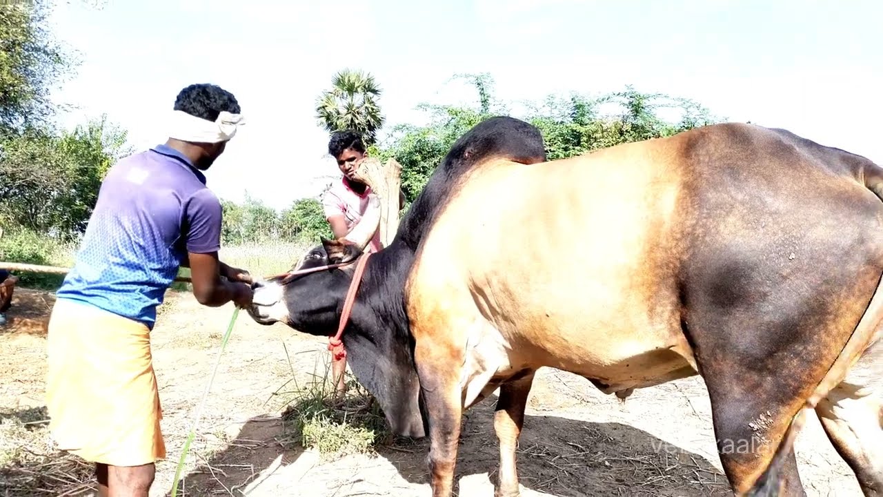 சூரிய காளைக்கு குளிப்பாட்டி புதிய கயிறு மாற்றுதல் | kangeyam sevalai Bull | jallikattu