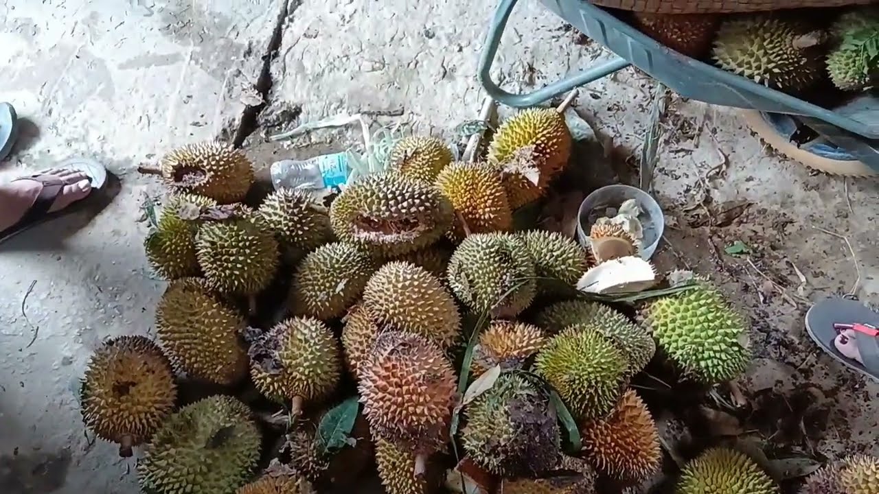 Mulung Buah Rian Ba Area Kandis Engkelili