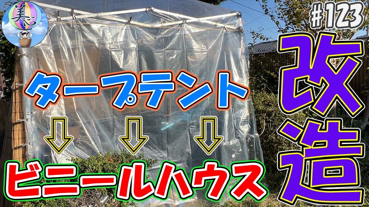 タープテントをビニールハウスへ改造してみた！【冬もメダ活】＃１２３ ～美心めだか～