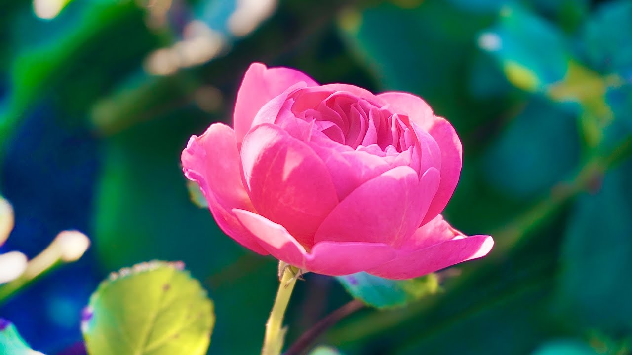 Pink Roses #1 Collection 4K - Calm & Relaxing Piano & Violin Music 3 Hours