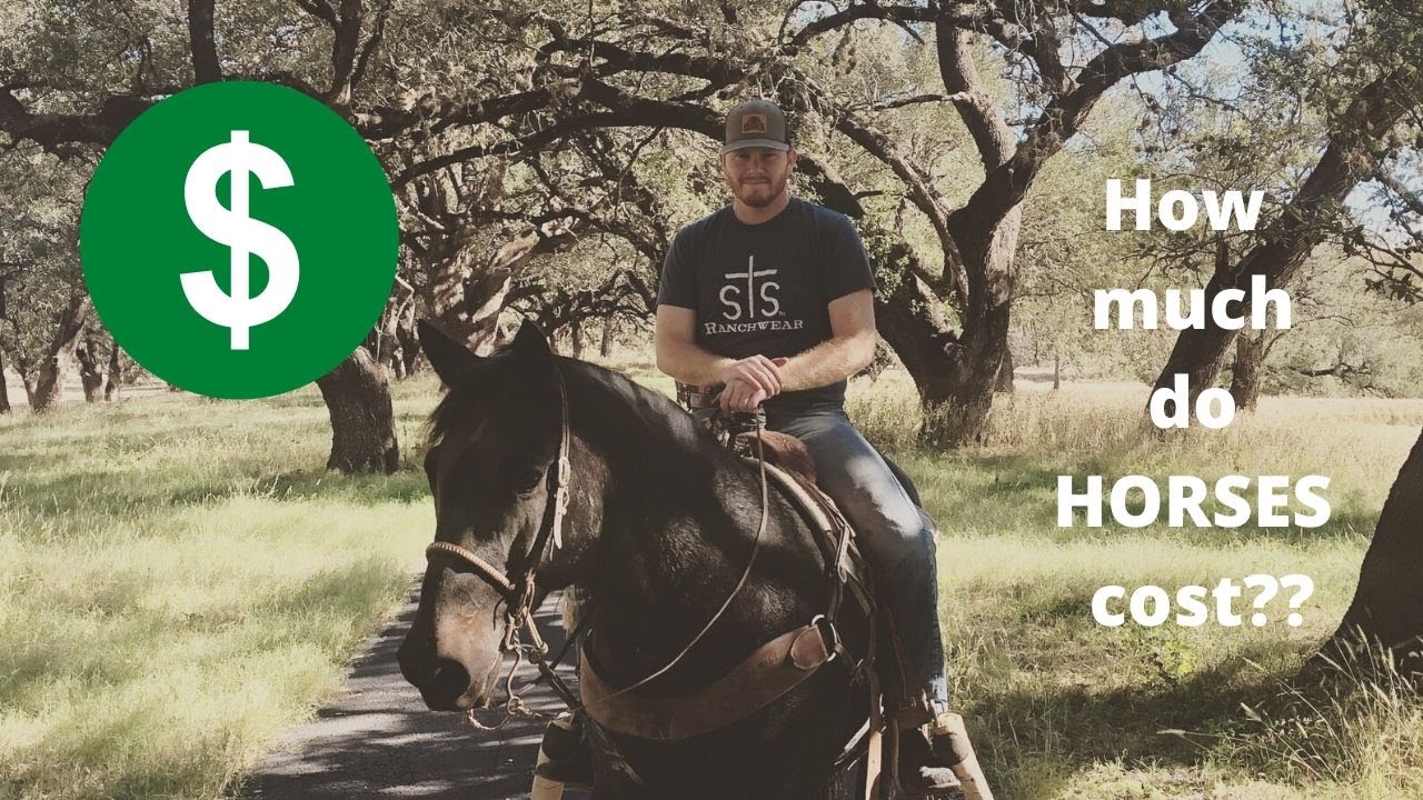 How much do HORSES COST? // It may SURPRISE you!