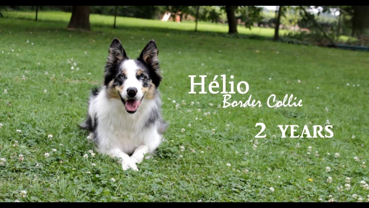Hélio [Border Collie, 2 years]