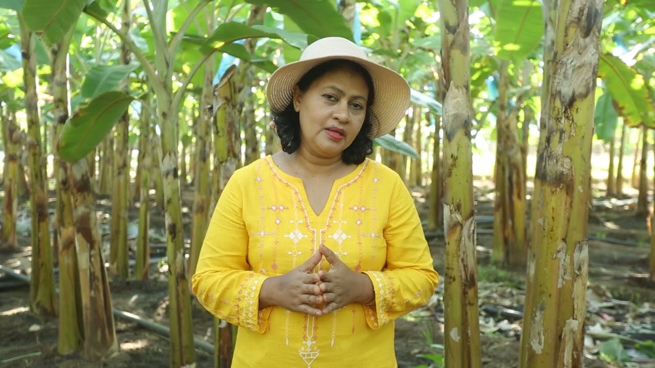High Density Double Raw  Banana  Cultivation  with Dr  Julian Velez
