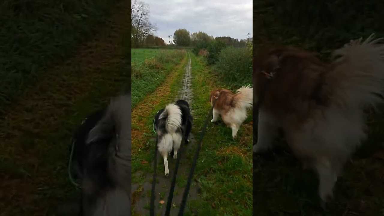 Een beetje Lapland in België 