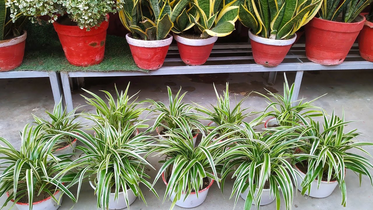 My spider plant winter care || kya deti hoon mere spider plant me ||