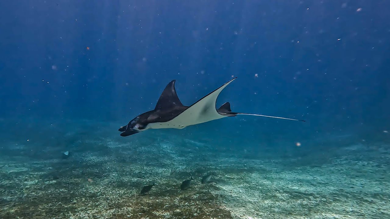 Diving in Komodo National Park - An Underwater Paradise and a Diver's Dream (Flores Indonesia)