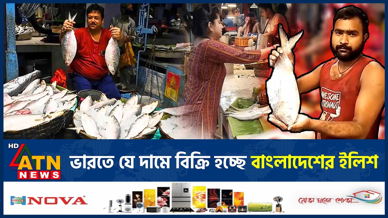 ভারতে বাংলাদেশের ইলিশ নিয়ে কাড়াকাড়ি, কততে বিক্রি হচ্ছে? | Hilsa Fish Price in India | ATN News