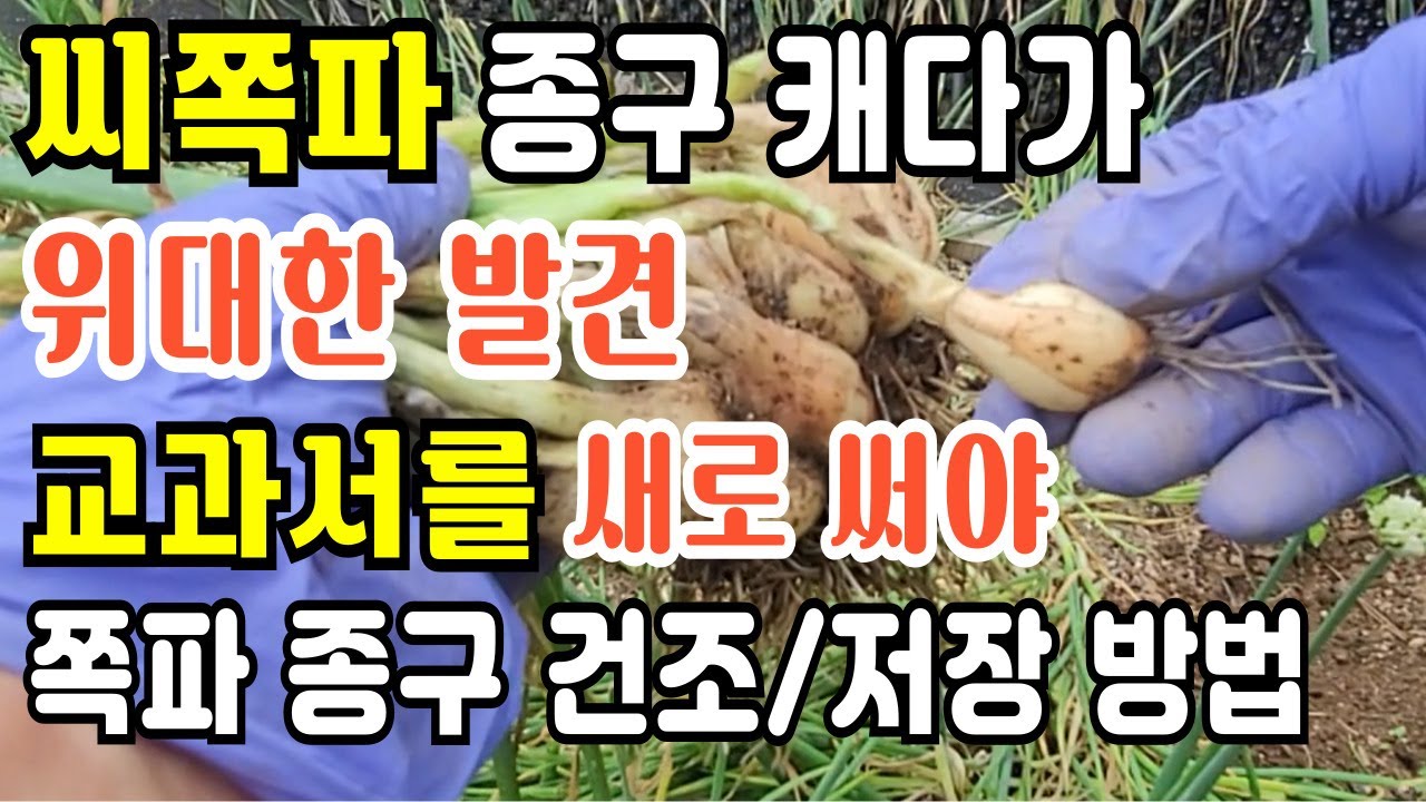 고정관념을 깨는 쪽파 종구만들기 실험 놀라운 결과 쪽파종구 수확시기는 이걸보고 판단 쪽파종구건조 방법 쪽파종구보관 방법