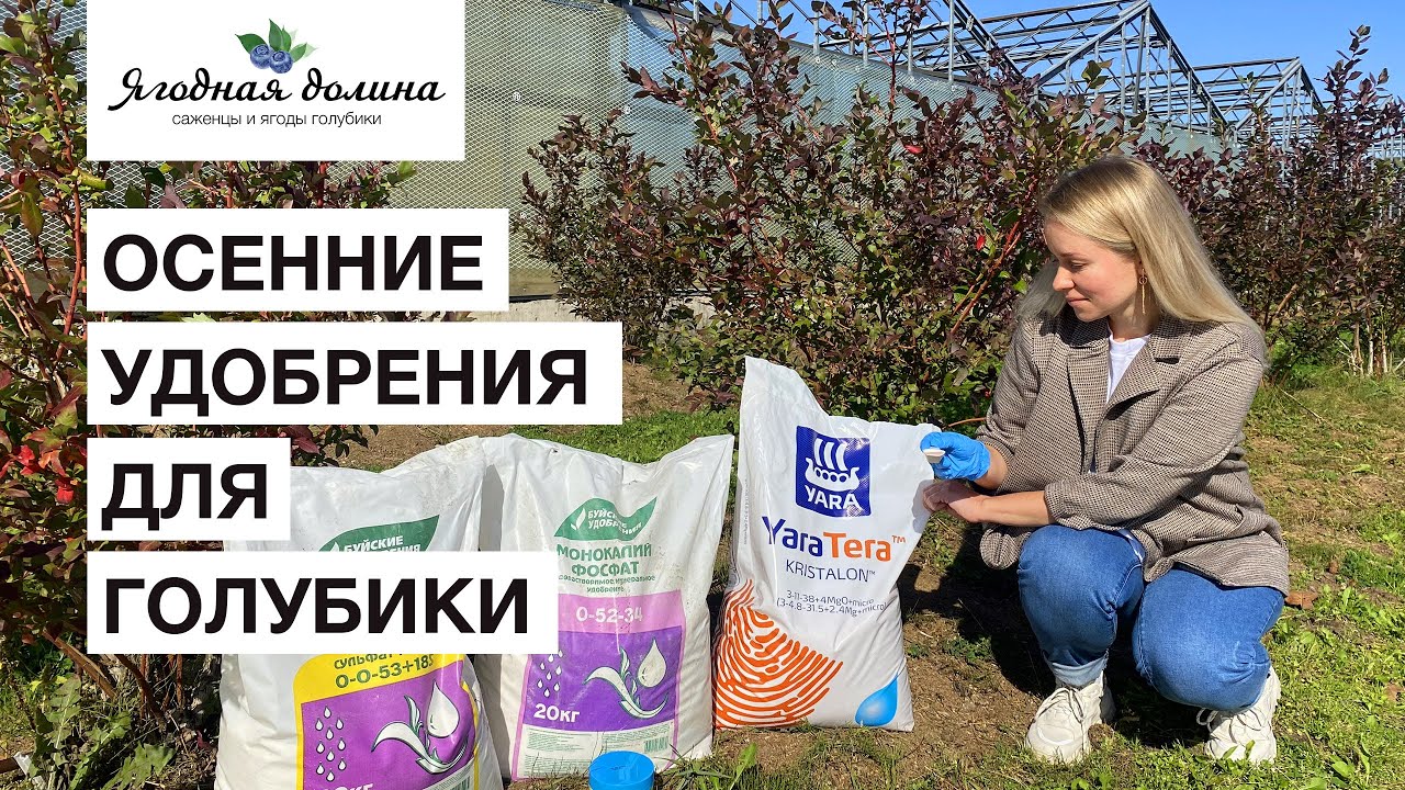 Чем и как удобрять голубику осенью? Конкретные примеры и способы