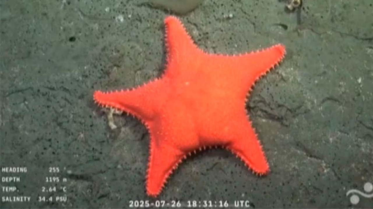 EL FONDO DEL MAR SE HIZO VIRAL: las mejores imágenes de la expedición a un cañón submarino de MDQ