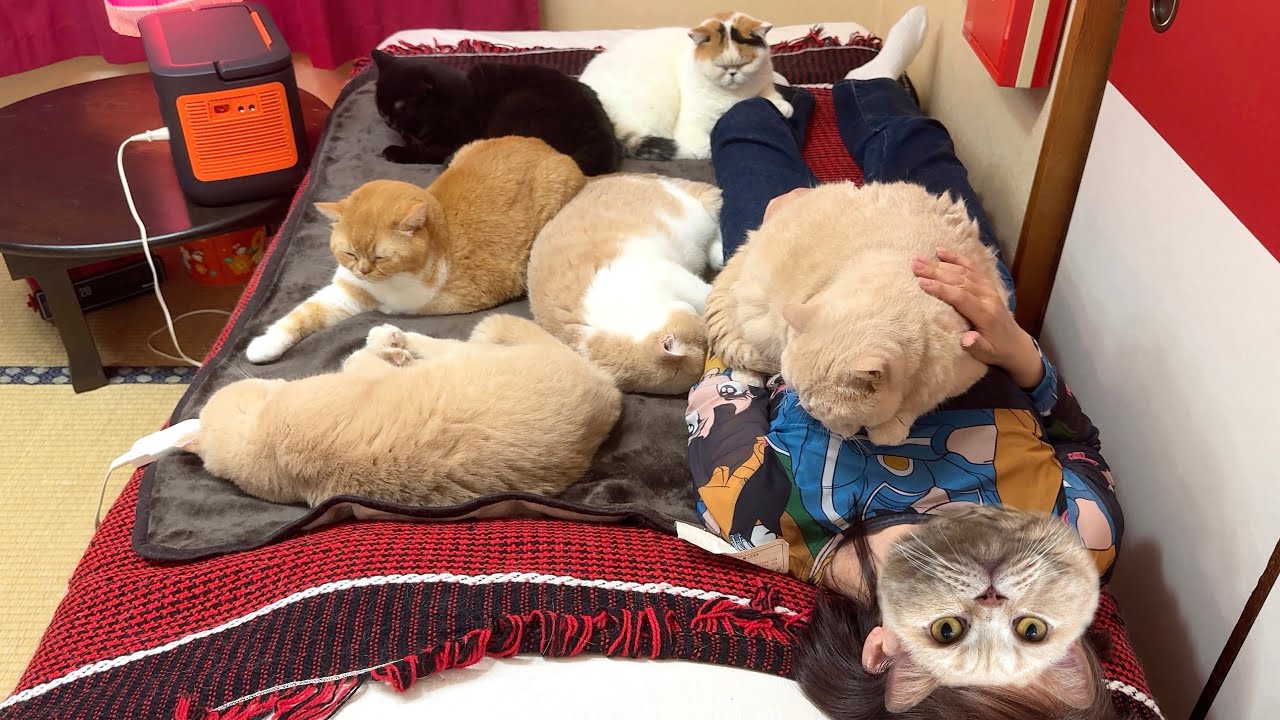 一気に寒くなって、ホットカーペットを敷いたらやっぱり猫が集まってきた