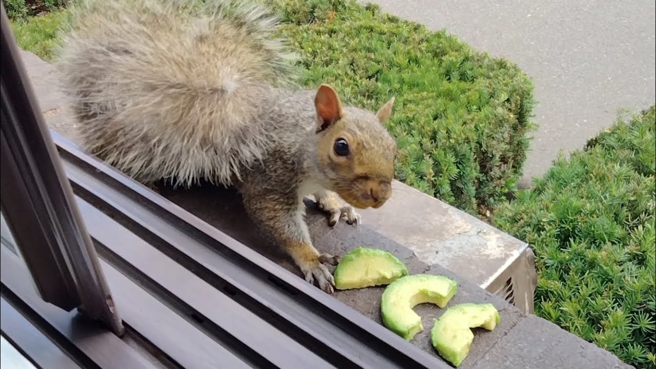 Squirrels' reactions to avocado