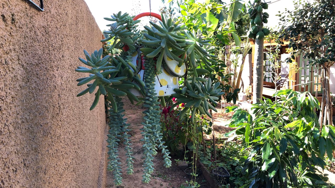 Suculentas - Sedums e seus nomes #desafio