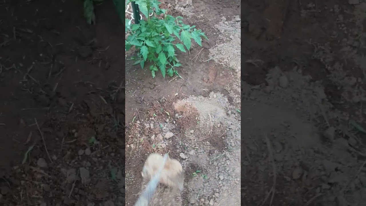How to use a garden hoe the right way.