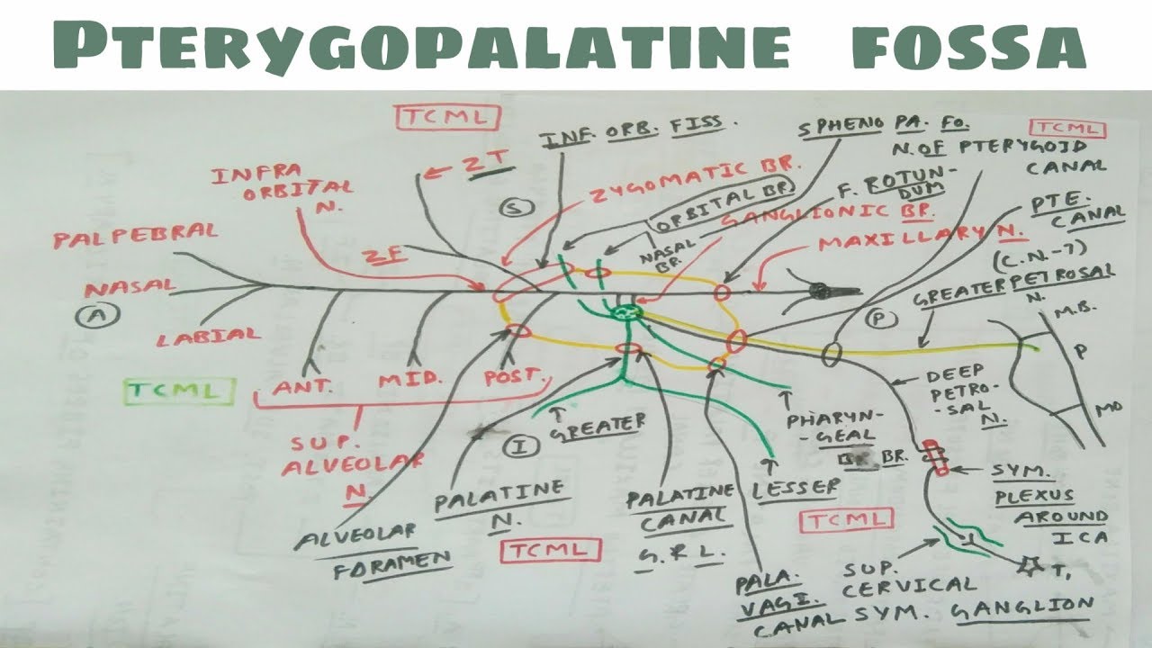 Pterygopalatine Fossa - 4 ( Maxillary Nerve and Sphenopalatine Ganglion )
