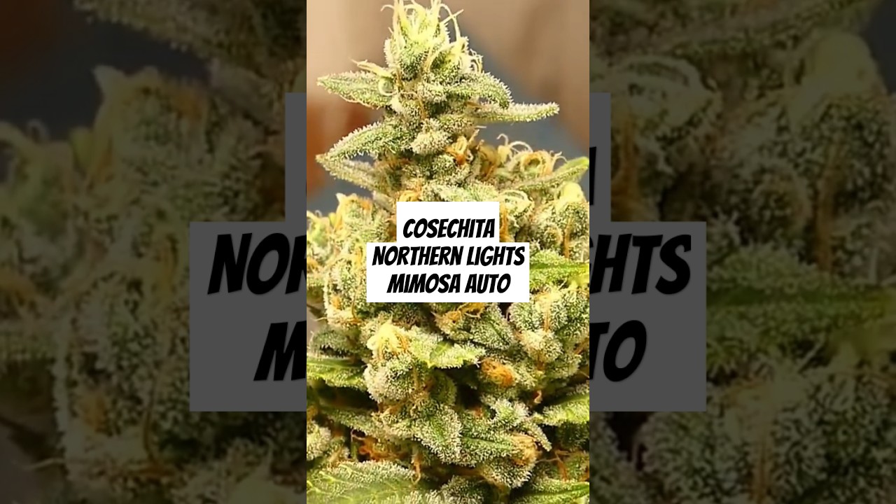COSECHA DE AUTO FLORECIENTES ✂️🍁 #cosecha #shorts #oss #autoflowerseeds