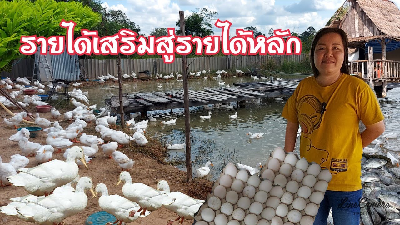 เลี้ยงเป็ดอี้เหลียง!!แบบง่ายๆจากรายได้เสริมสู่รายได้หลัก#เกษตรพอเพียง