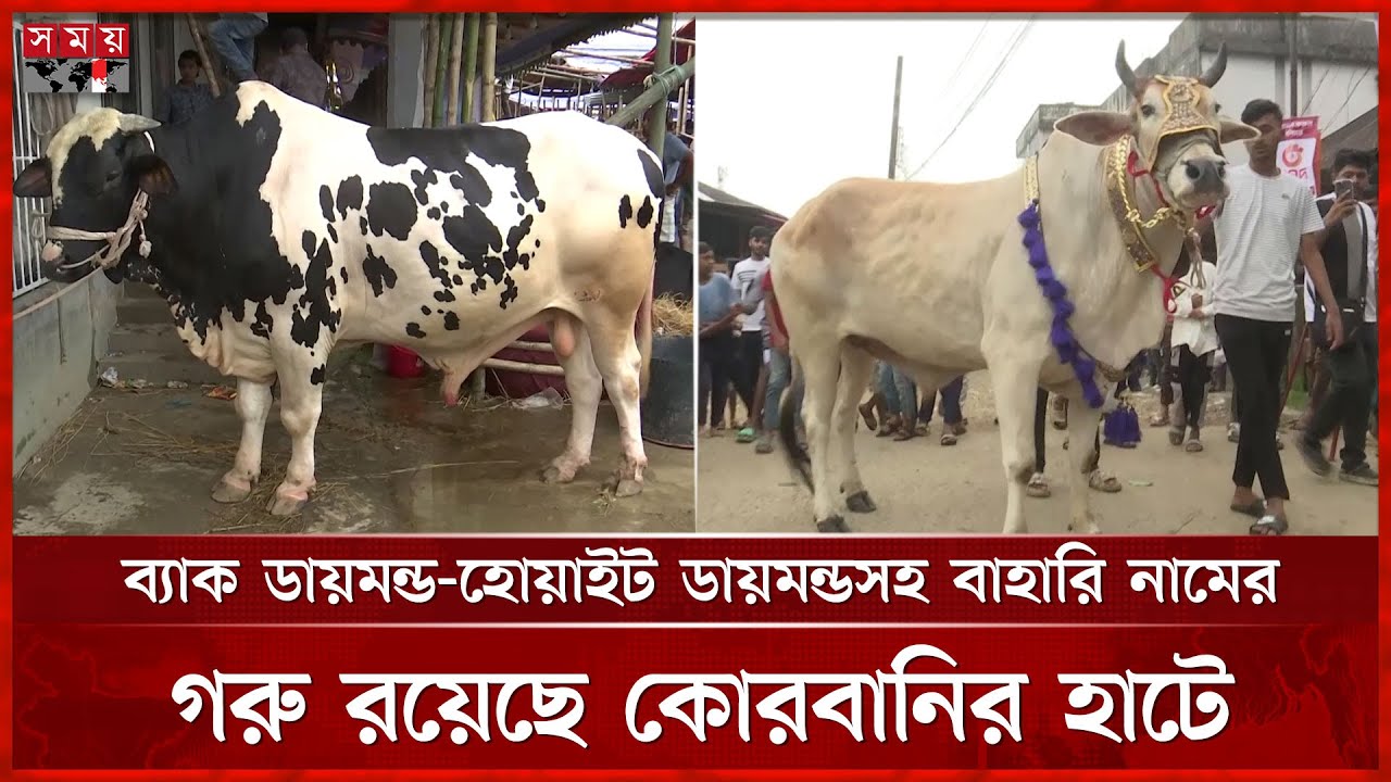 কাজির বাজার পশুর হাটে এবারের আকর্ষণ জন সিনহা, সালমান ও সাকিব | Qurbani Cow Market |Sylhet | Somoy TV