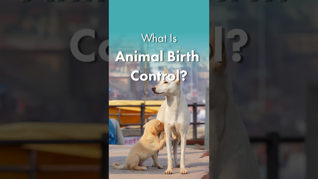 What is ABC? Animal Birth Control | How to Control Street Dog Population | thePack.in