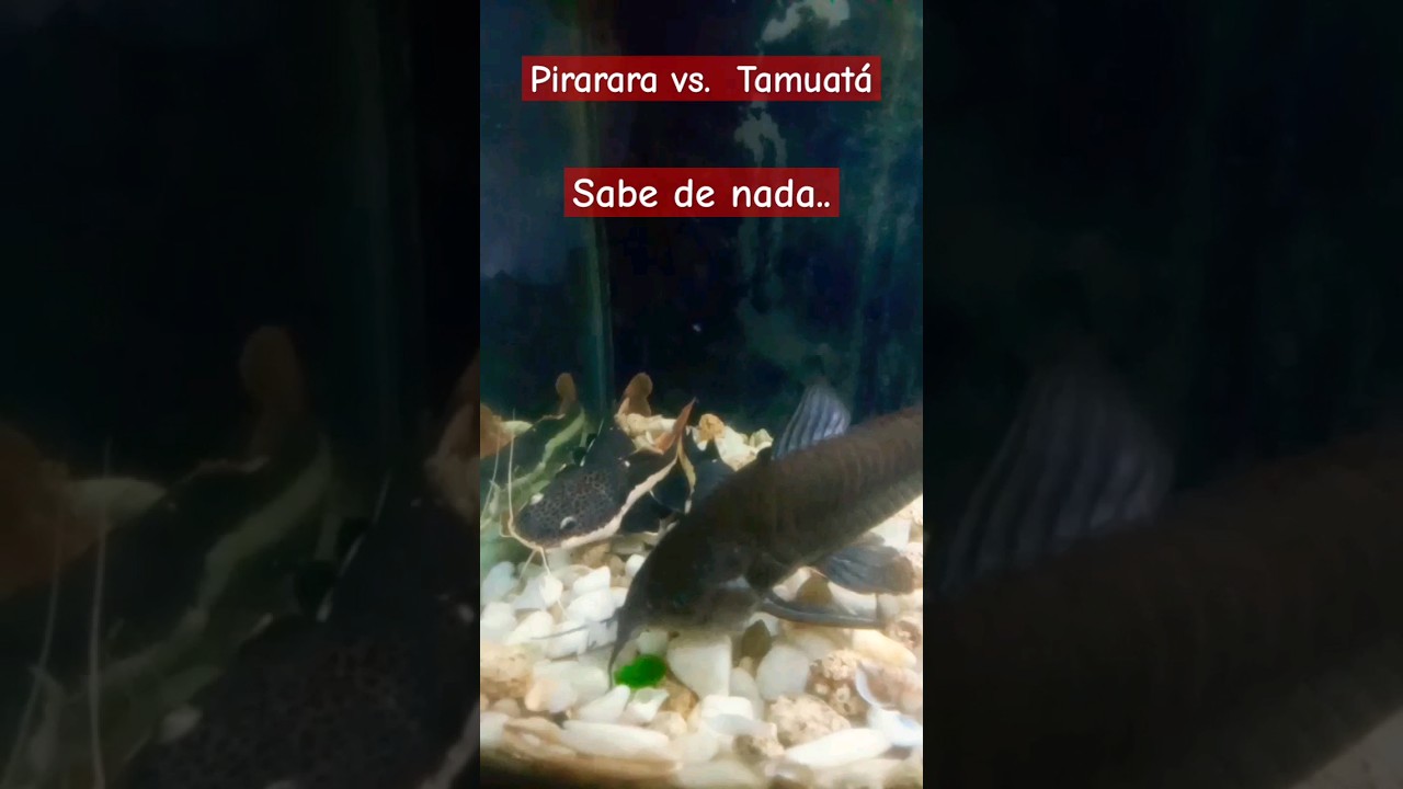 pirarara vs. tamuat&aacute; #peixes #pirarara #pesca #pescaria #fishvideo #aqu&aacute;rio #aquarium #humorbrasil