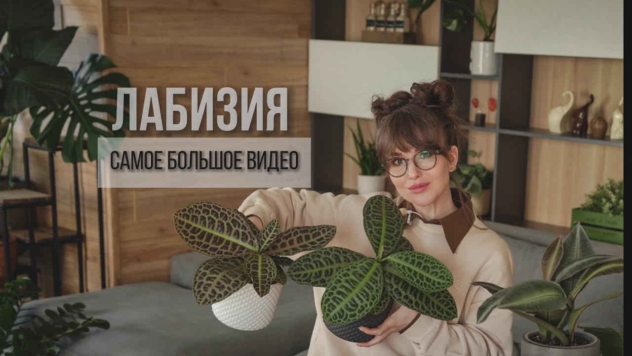 ВСЯ ИНФОРМАЦИЯ О ЛАБИЗИИ, КОТОРУЮ ВЫ ИСКАЛИ🪴. УСЛОВИЯ, ГРУНТ, ПОЛИВ, РАЗМНОЖЕНИЕ. #лабизия