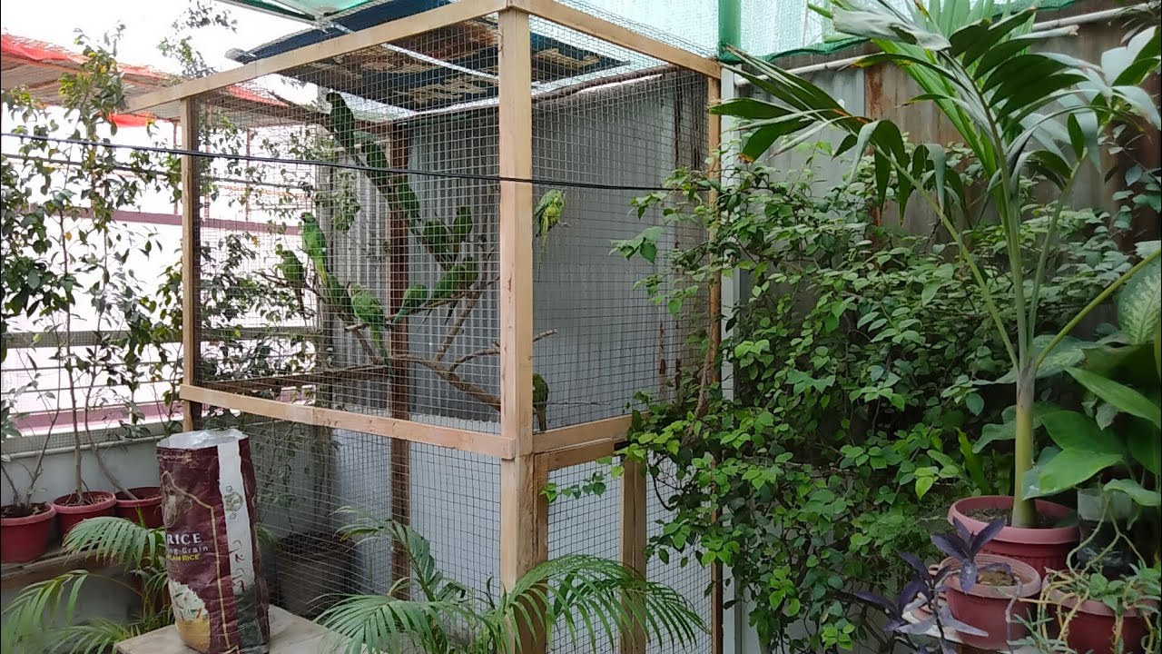 green ringneck parrot colony 🦜