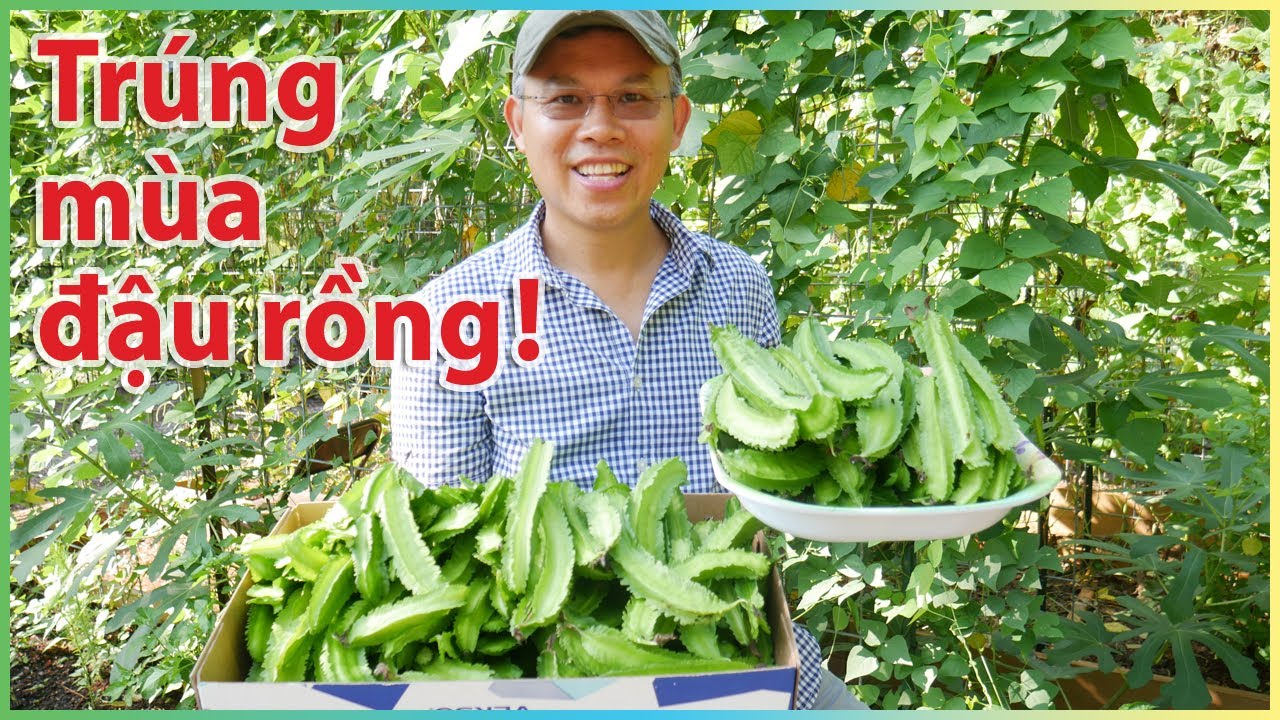 Trồng và hái đậu rồng vui quá!!