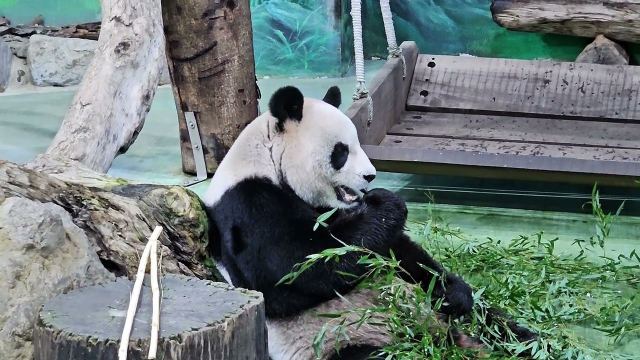 2025/03/14 圓圓 晚餐時光（嚴禁轉載）