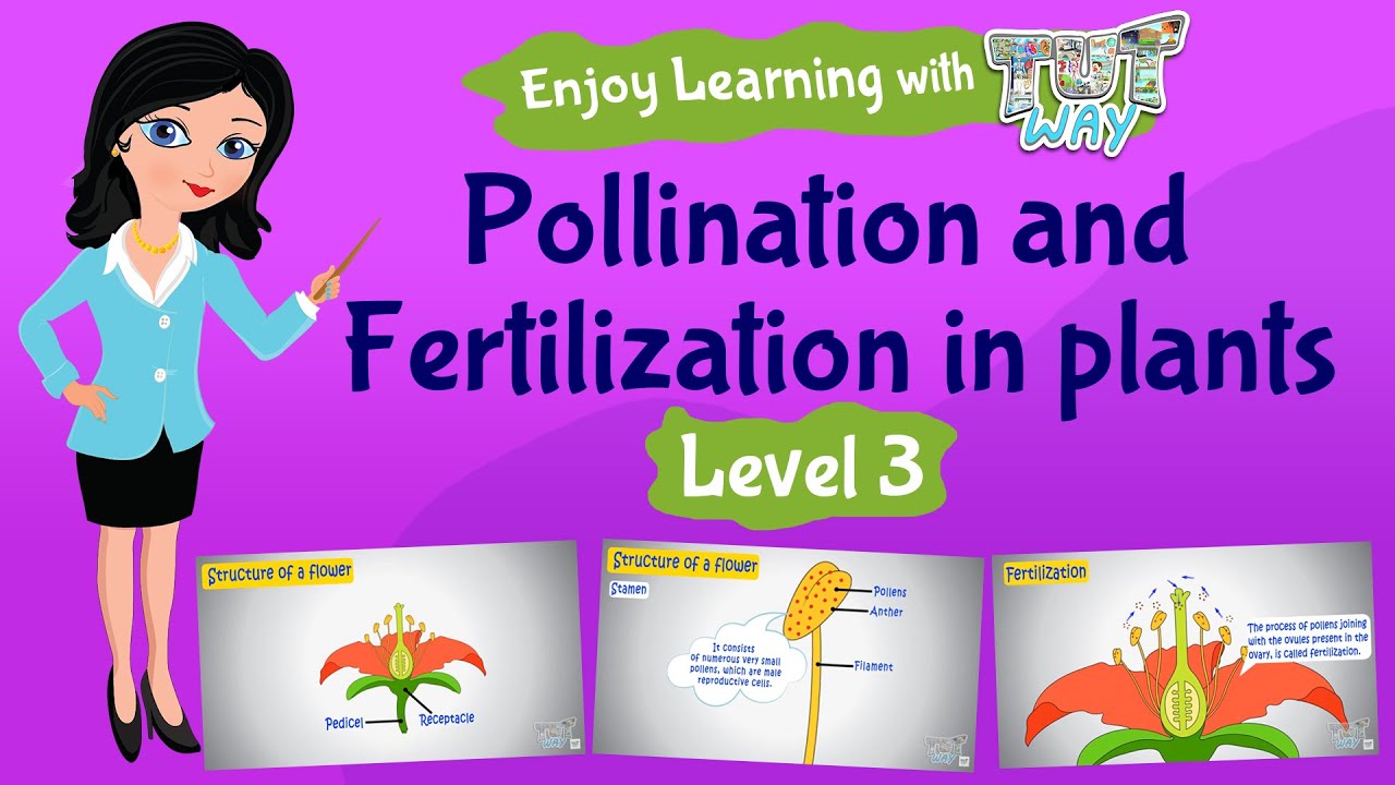 Pollination & Fertilization in Plants - Science | Tutway