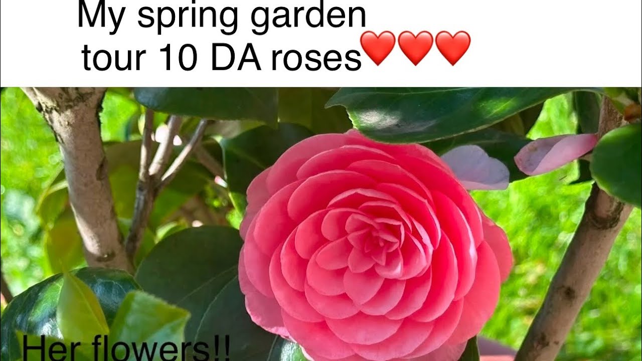New David Austin roses 🌹 my garden tour #davidaustinroses