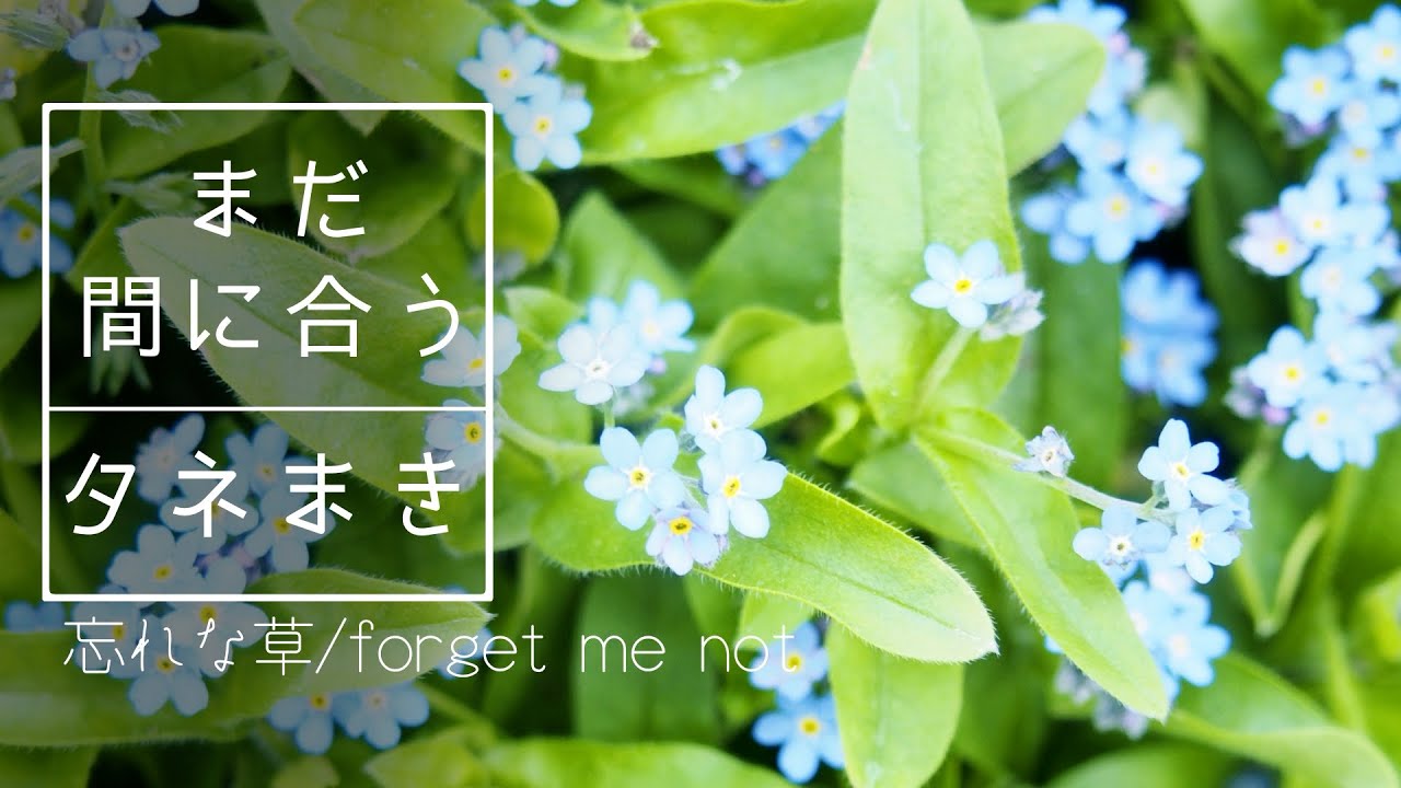 【忘れな草】まだ間に合うタネまき・ジニアの採種もやってみた/パンジービオラも紹介