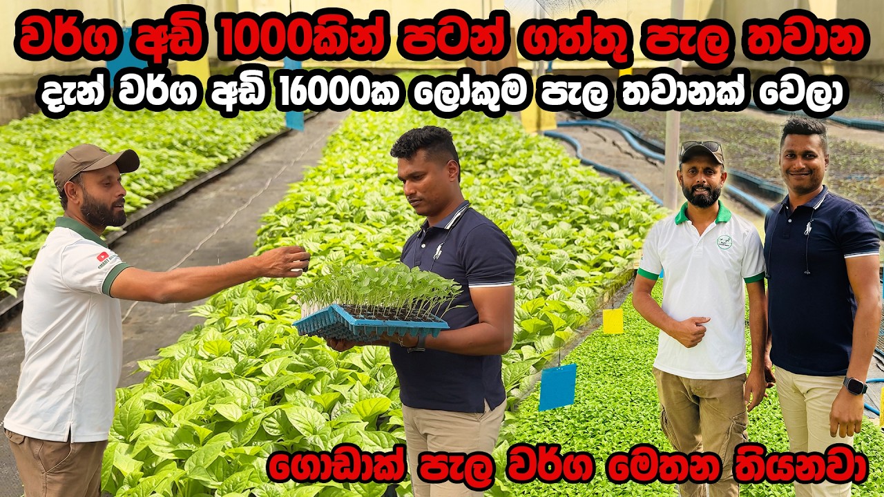 වර්ග අඩි 1000 😱 වර්ග අඩි 16000ක් කරපු KSP Agri පැල තවාන | Nursery Plant | Smart Agri |