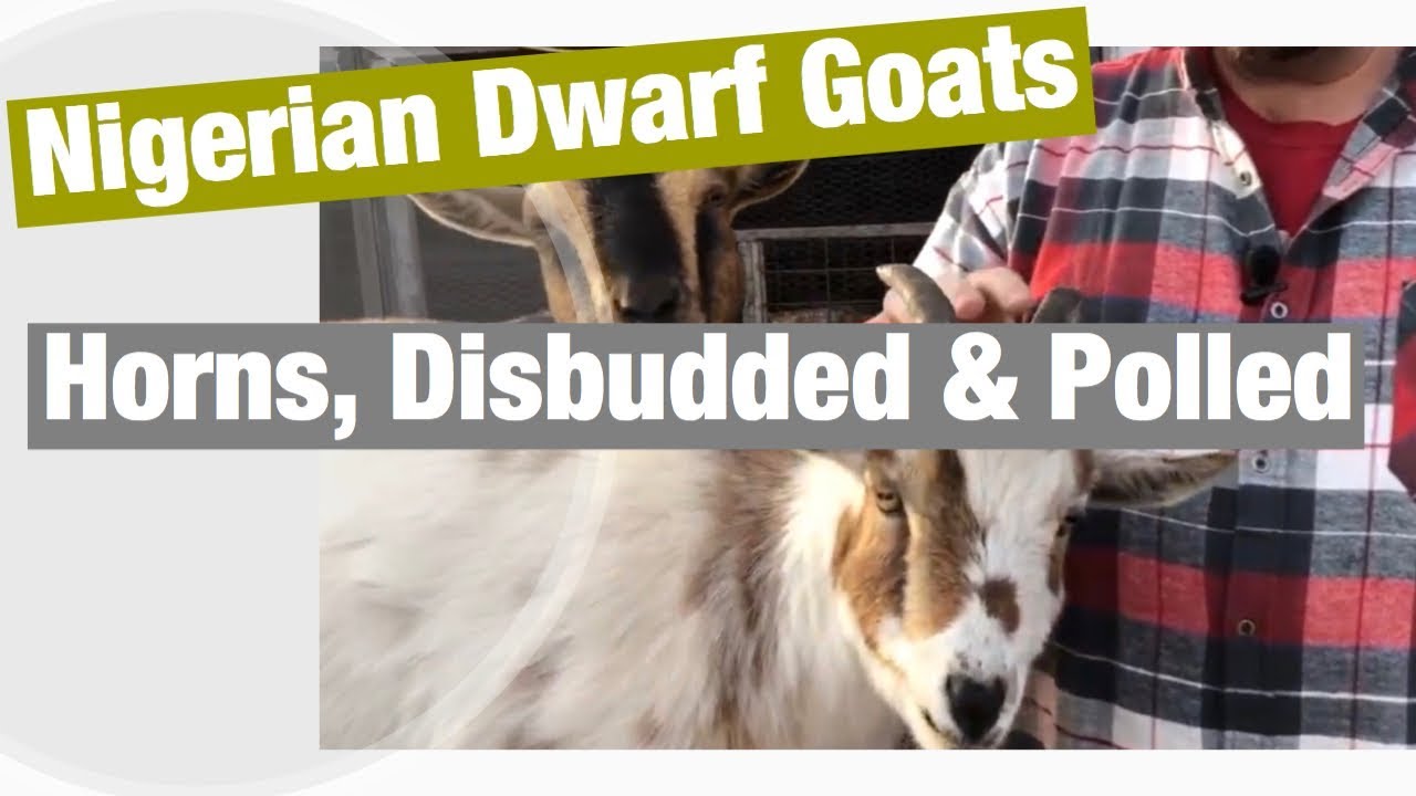 Nigerian Dwarf Goats: Horns, Disbudded and Polled