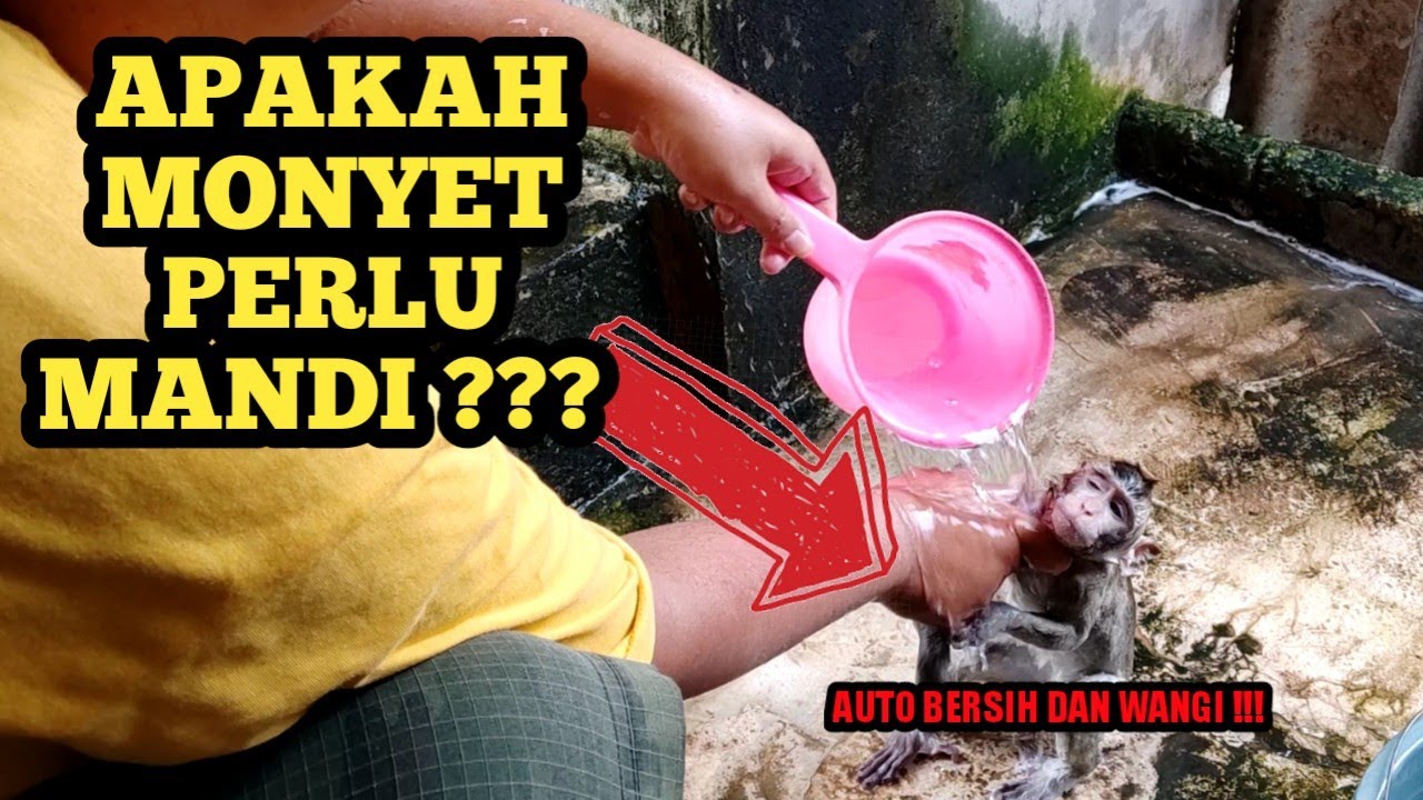MONYET MANDI DAN GANTI PAMPERS NYA | ICIS AUTO SENANG 😄😃😁