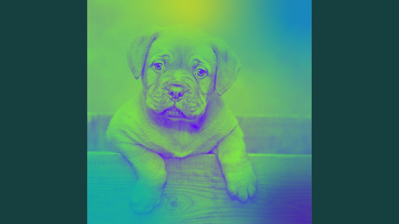 Hip Relaxed Pooch