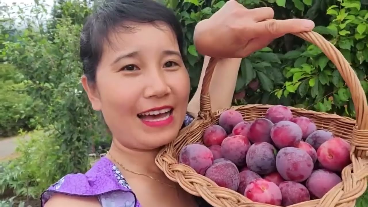 FULL VIDEO, THU HOẠCH DÂU TÂY, MẬN ĐỎ VƯỜN NHÀ