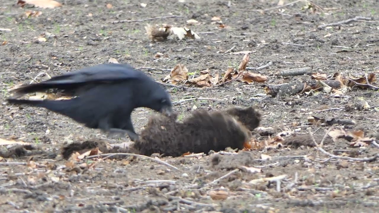 Crow pulling up turf