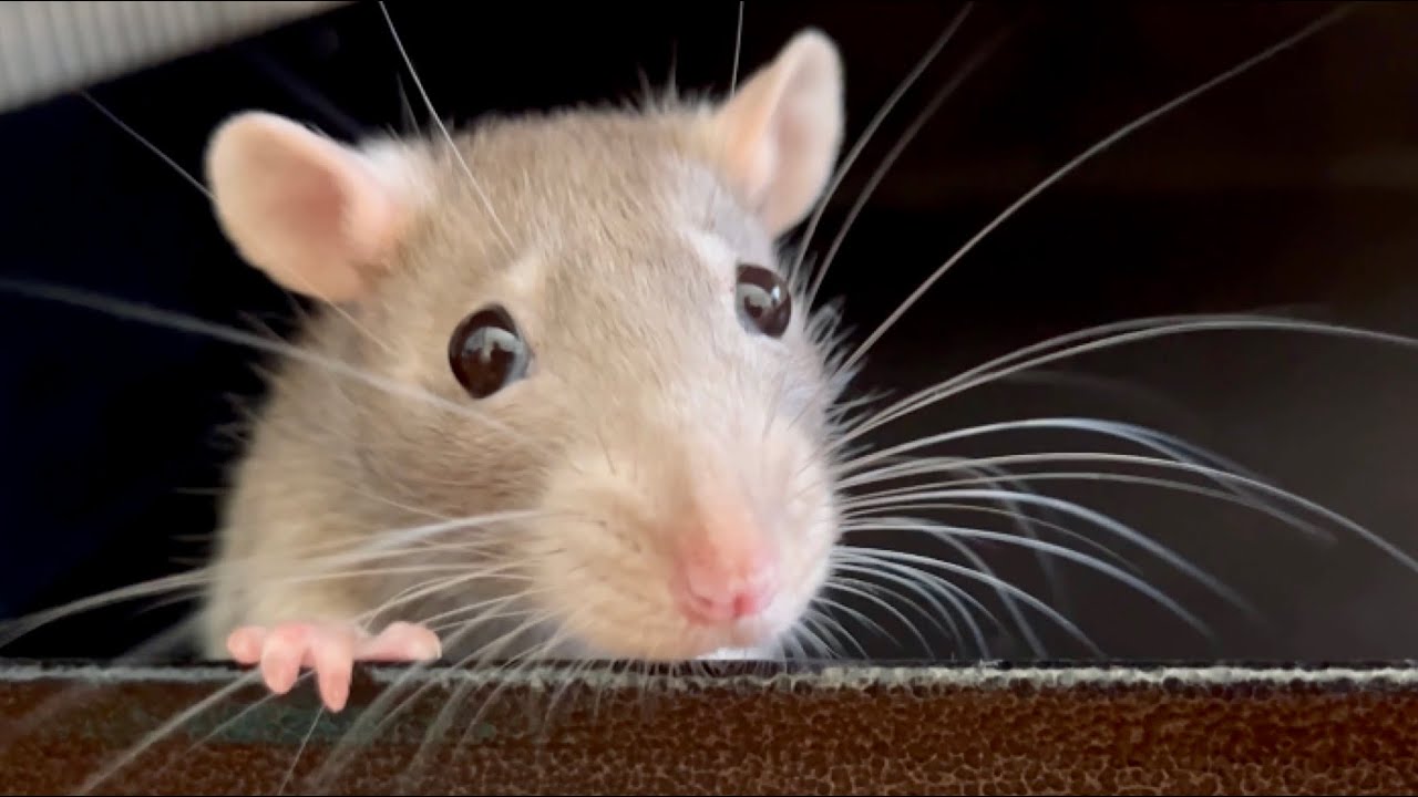 Setting up a Dust Free Rat Enclosure for the Summer