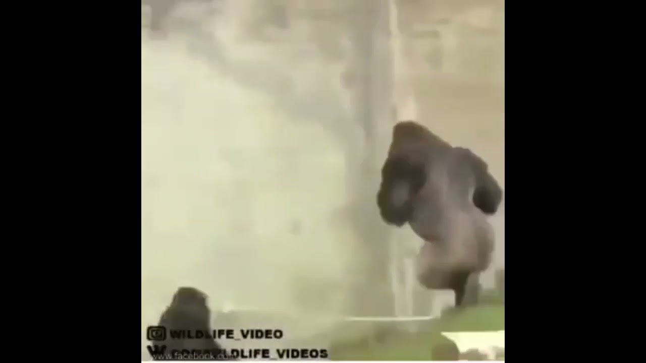 Tony Baker ft Gerald the Gorilla