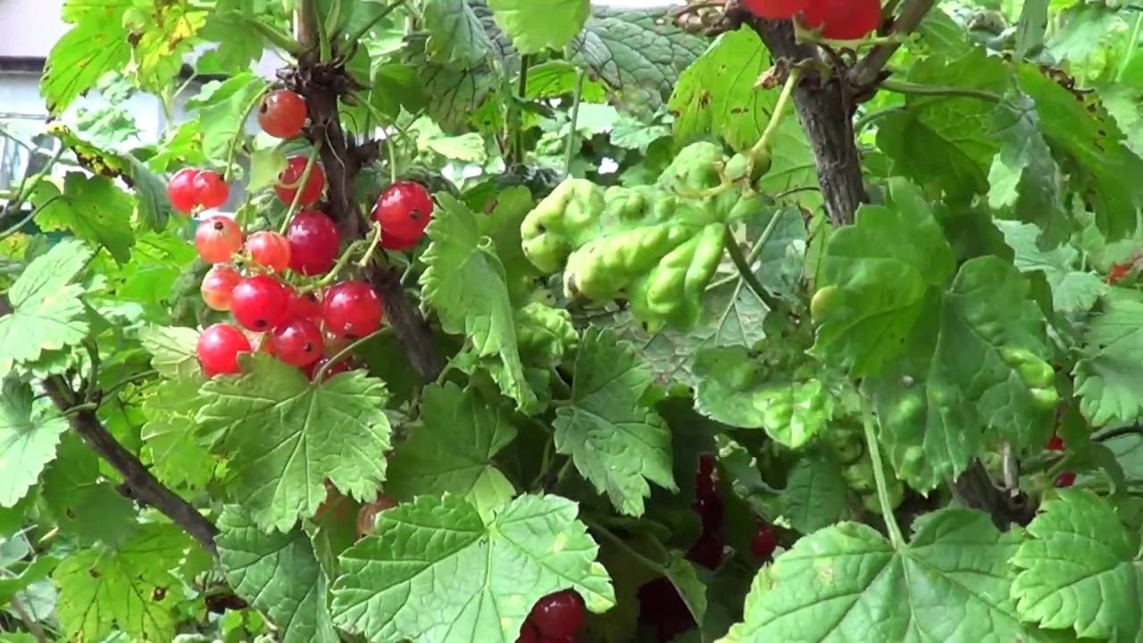 Паричка, красная смородина. Ribes rubrum. Red currant