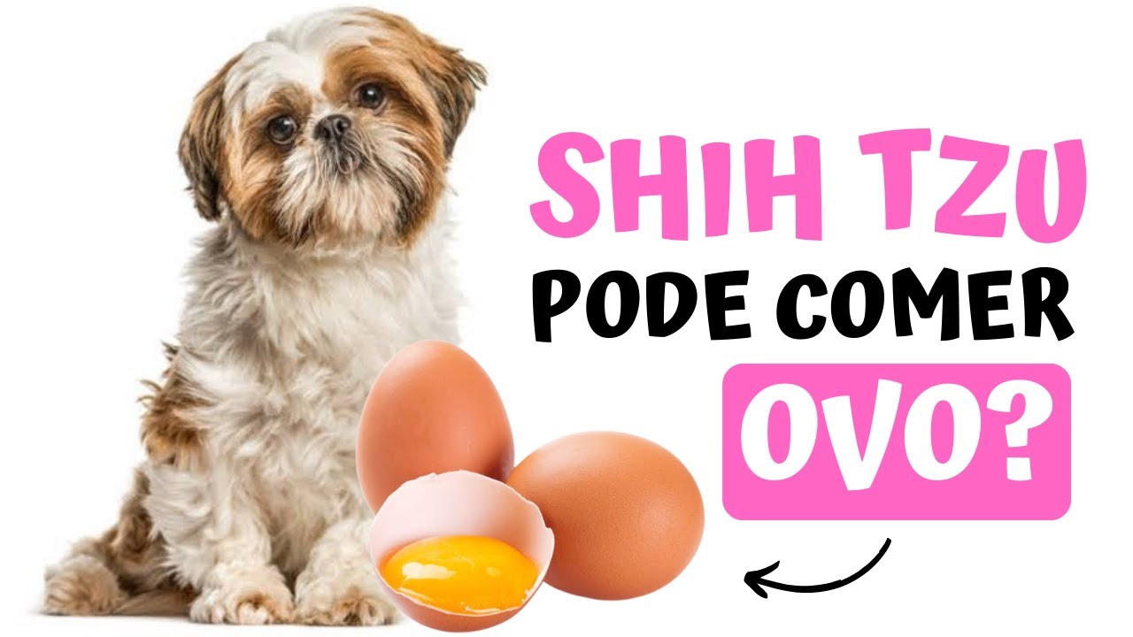 SHIH TZU PODE COMER OVO? | Quais os tipos de ovos que ele pode comer e qual a quantidade oferecer?