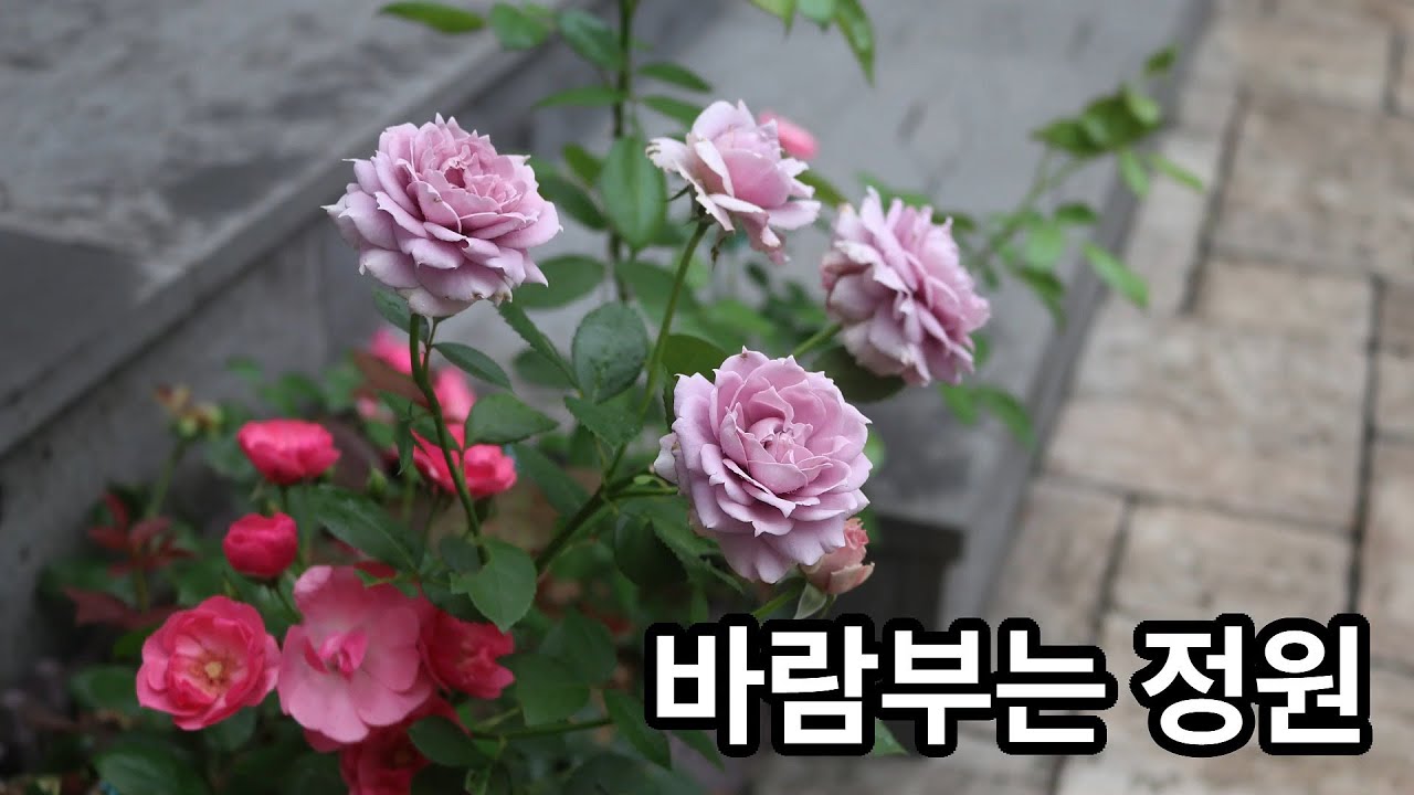 바람부는 정원 - 여름준비. 선풍기 조립 - 7월 첫째주