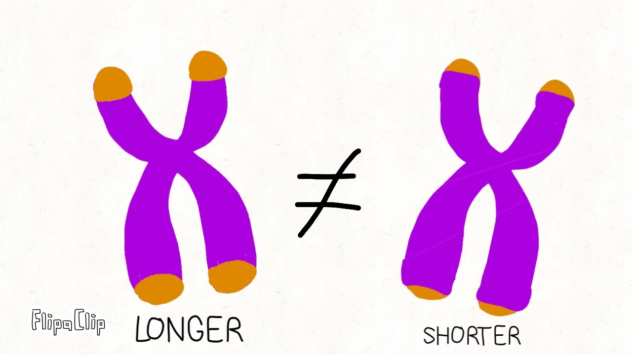 Werner Syndrome