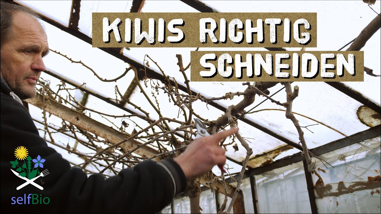 Anleitung Kiwis schneiden - so macht es der Profi! Kiwis im Winter schneiden