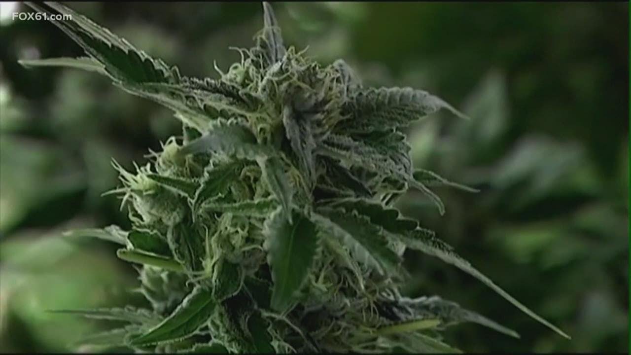 Marijuana is legal in CT starting on July 1 | What you need to know