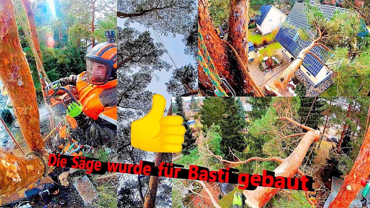 Welche S&auml;ge ist denn nun Bastis Liebling? 😎 Bades Baumdienst ✅