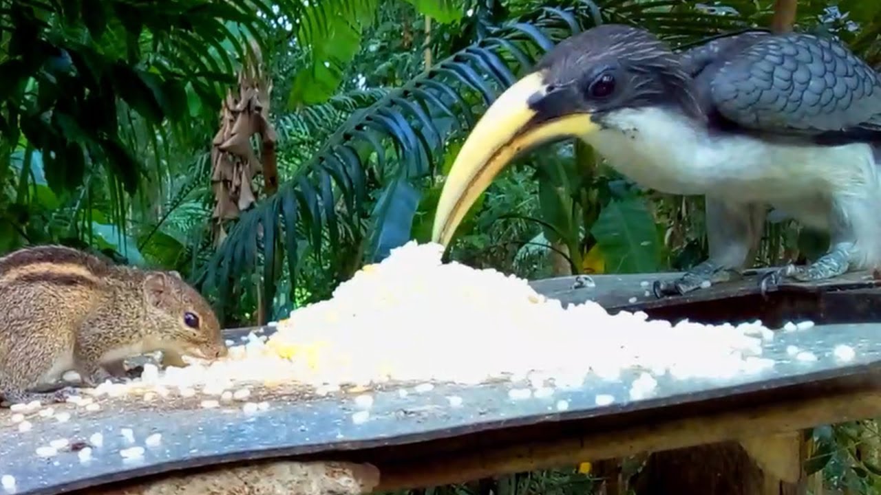 Squirrel & Hornbill Eating Rice Together 🐿️🦜 | Rare Wildlife Moment