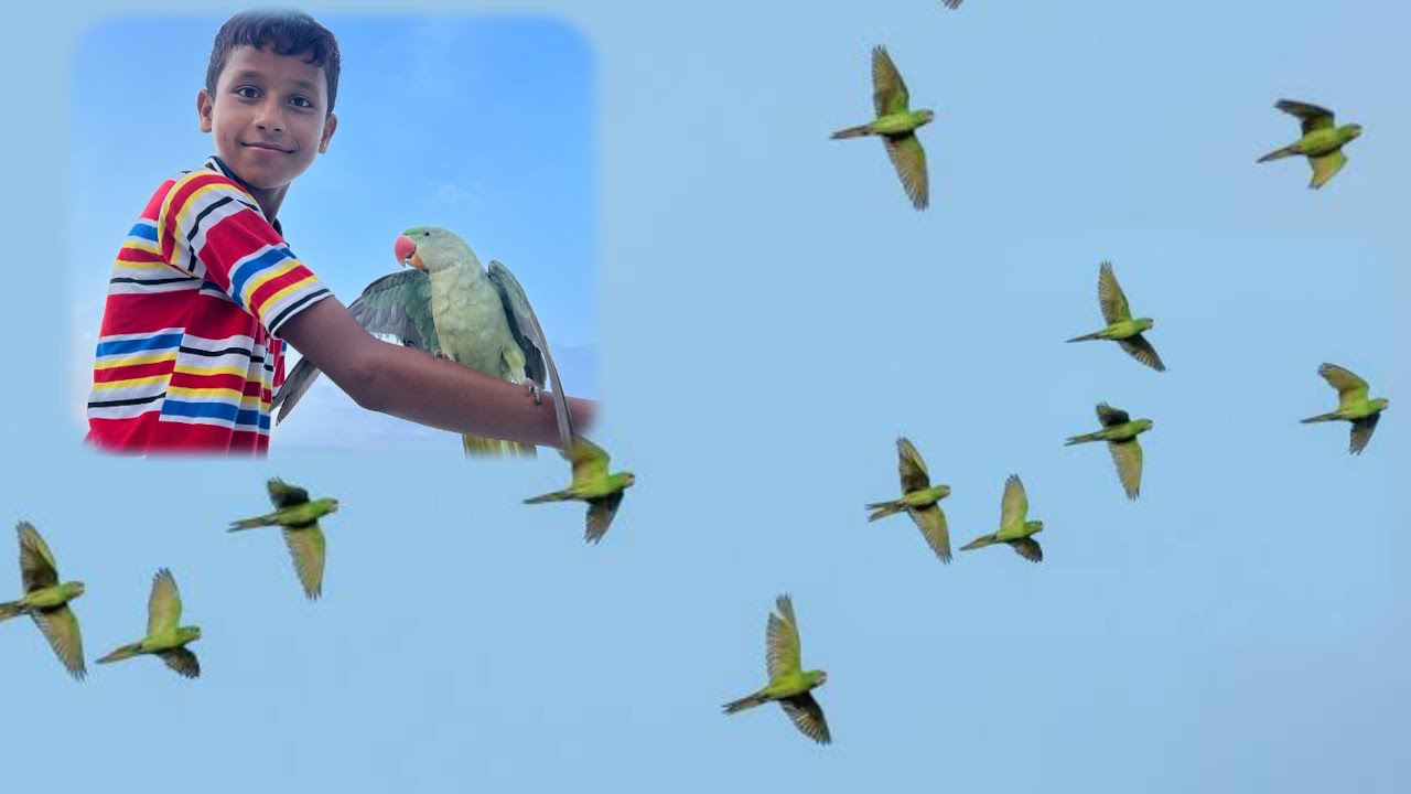 Itna Zeada Parrots 😍